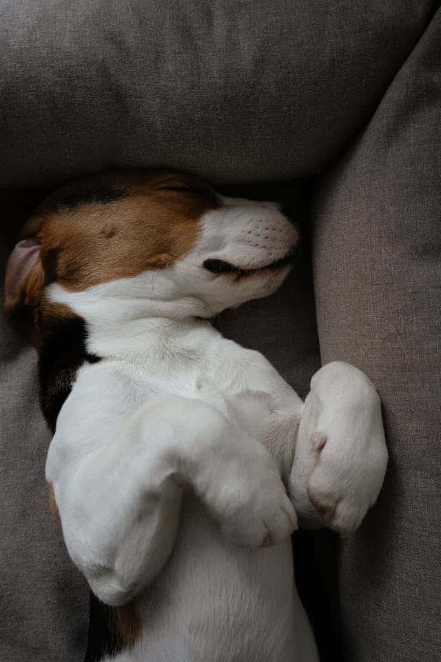 What do dogs dream about?