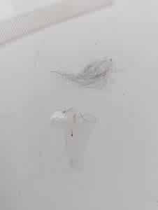 Flea dirt leaves red streaks when water is added