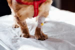 Treatment for DKA is intensive and worrying for pet parents. But it will also be very expensive