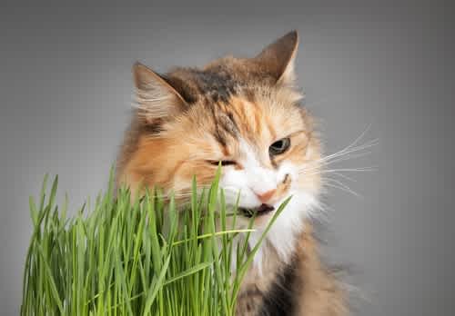The nine lives of a cat