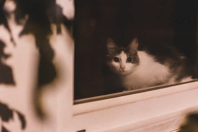 Cat looking through a window