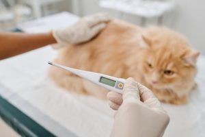 cat thermometer