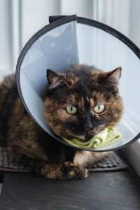 Cat wearing buster collar