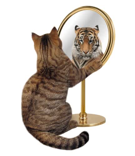 International Cat Day