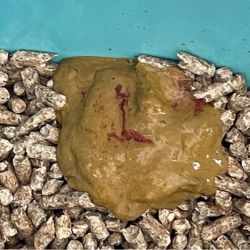 sloppy cat diarrhoea with blood