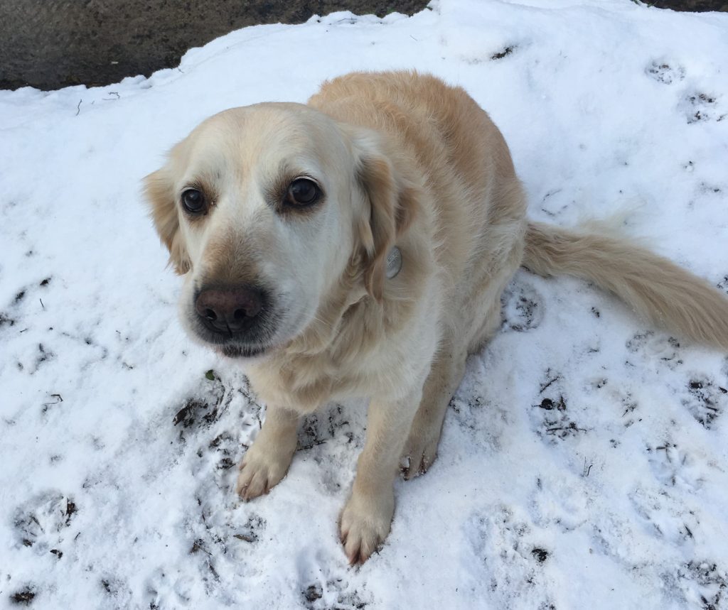 Golden retriever in snow