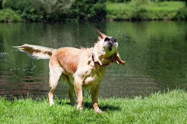 dog swimming