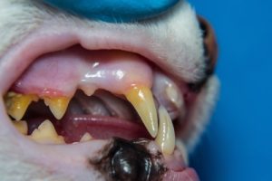 Pale or sore gums can be a sign of FeLV