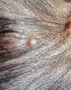 Pustule (white spot)