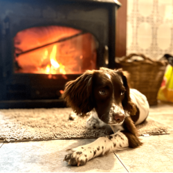 Spaniel by fire
