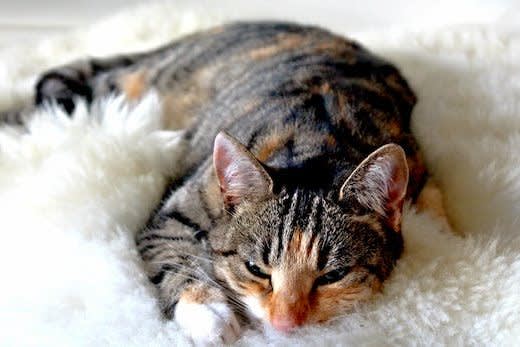 Euthanasia in cats