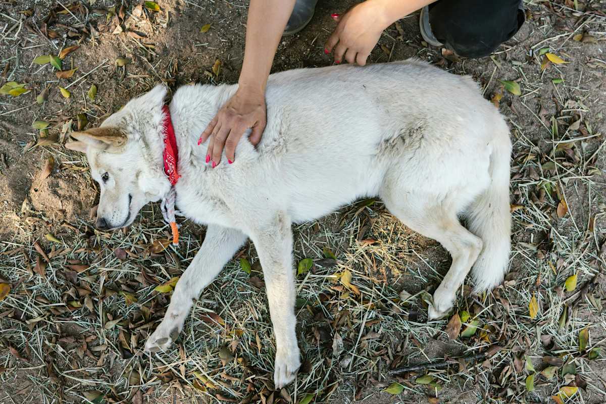 If your dog is collapsed, seek urgent vet help