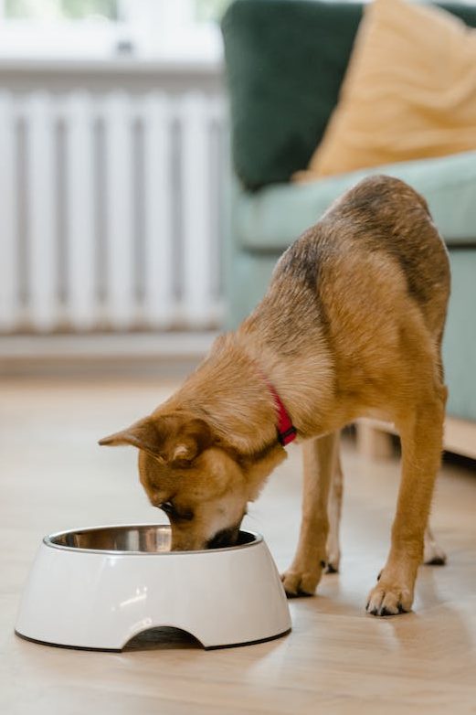 How Much To Feed A Dog | Puppy Feeding Guide | Joii Pet Care