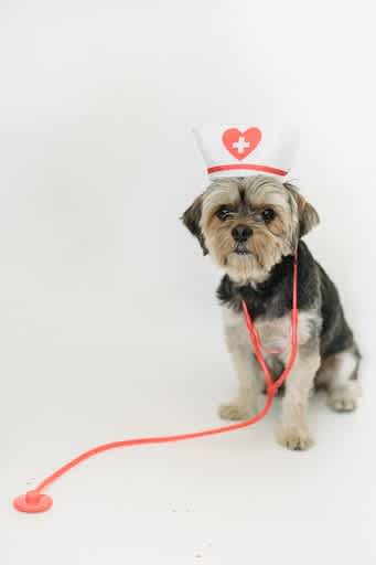 Dog wearing a nurse hat and stethoscope
