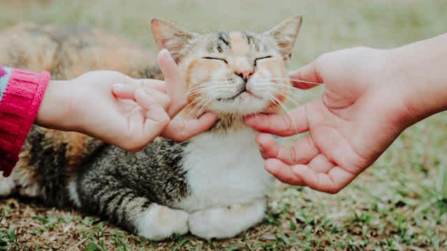 International Cat Day