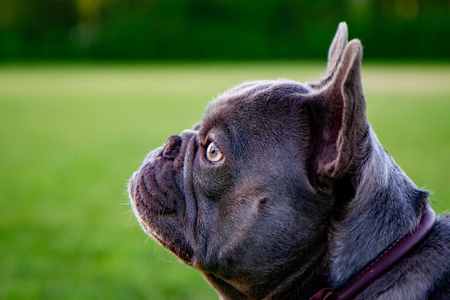 A guide to common health problems of French Bulldogs