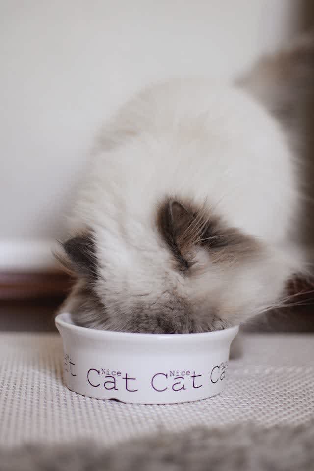 How Much To Feed Cats | Kitten Feeding Guide | Joii Pet Care
