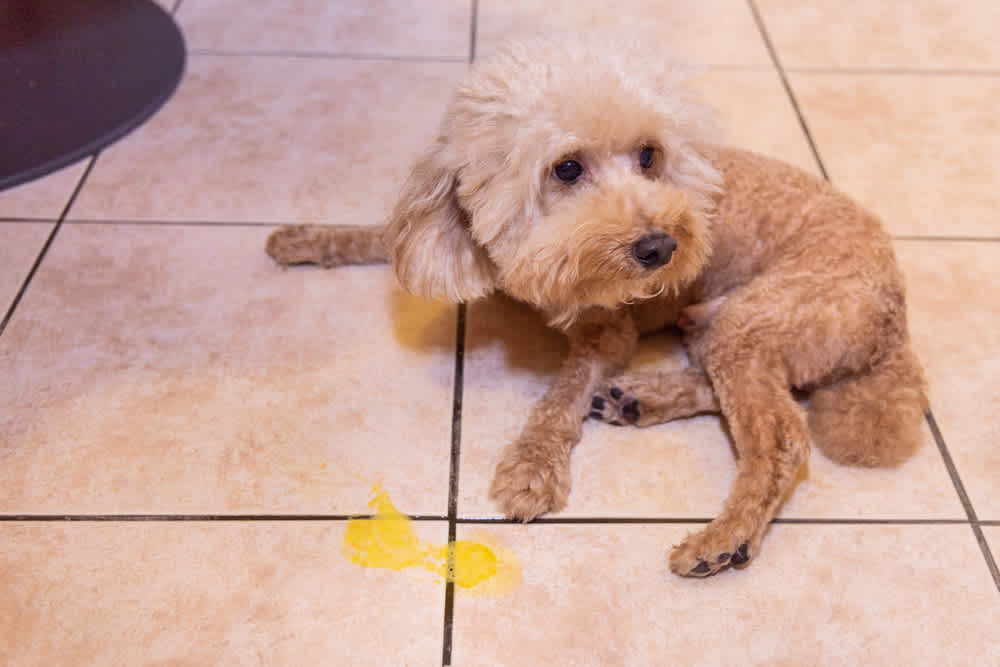 Dog lying next to pile of yellow vomit