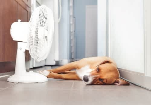 Summer Hazards For Dogs - 10 risks and 10 tips for a safe summer with your dog