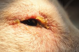 Runny eyes and nose can be a sign of distemper