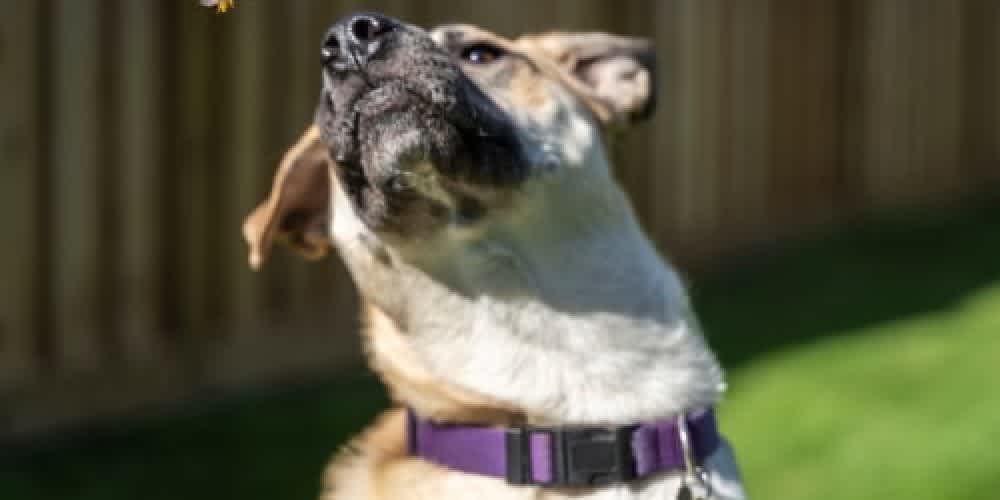 Dog chasing a bee