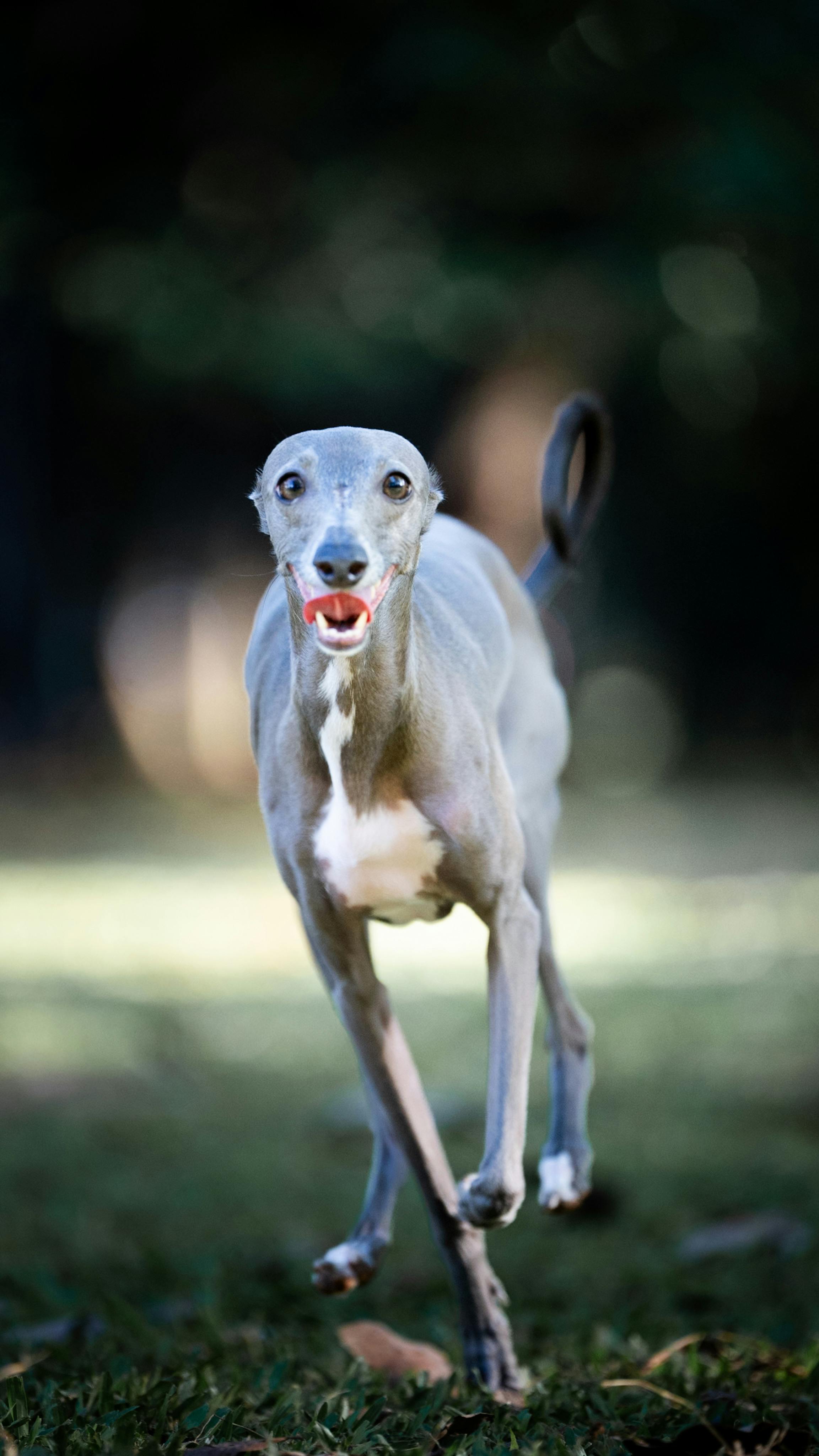 greyhound running