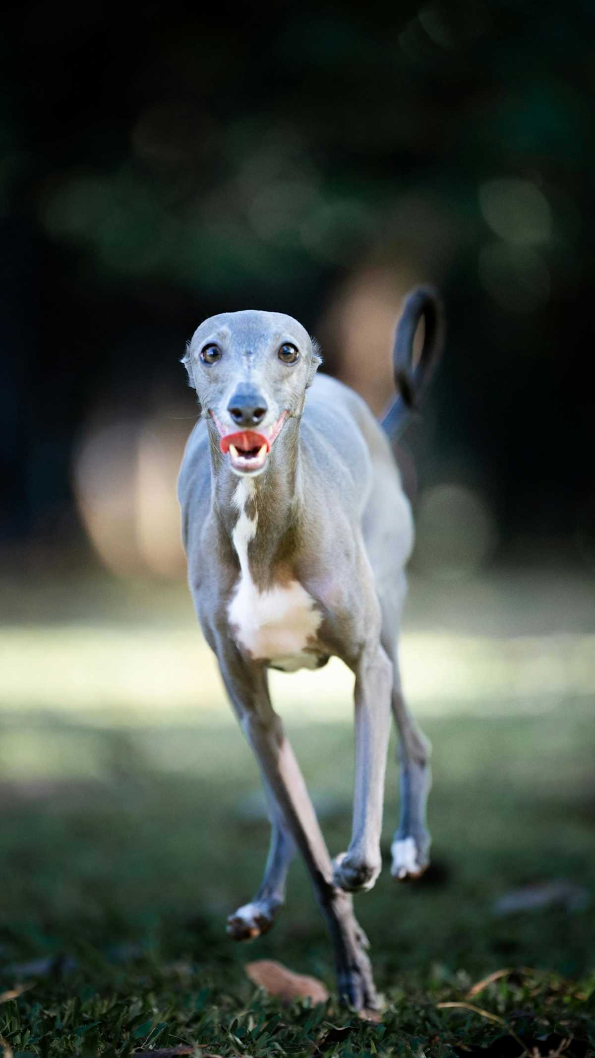 greyhound running