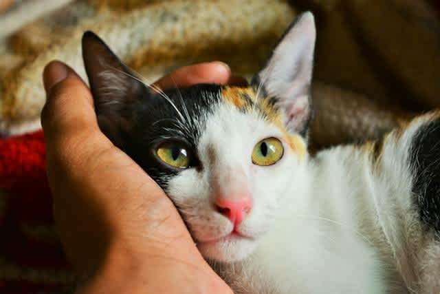 The nine lives of a cat