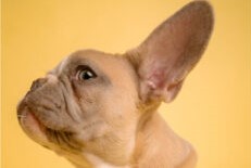 Brachycephalic breeds are particularly susceptible to heat stroke