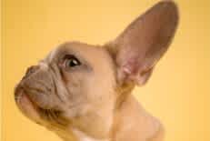 Brachycephalic breeds are particularly susceptible to heat stroke