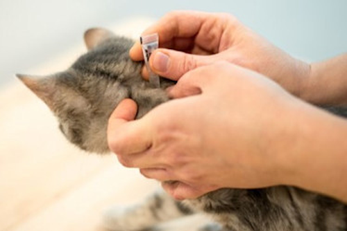 Spot-on treatment being applied to the back of the neck of a cat