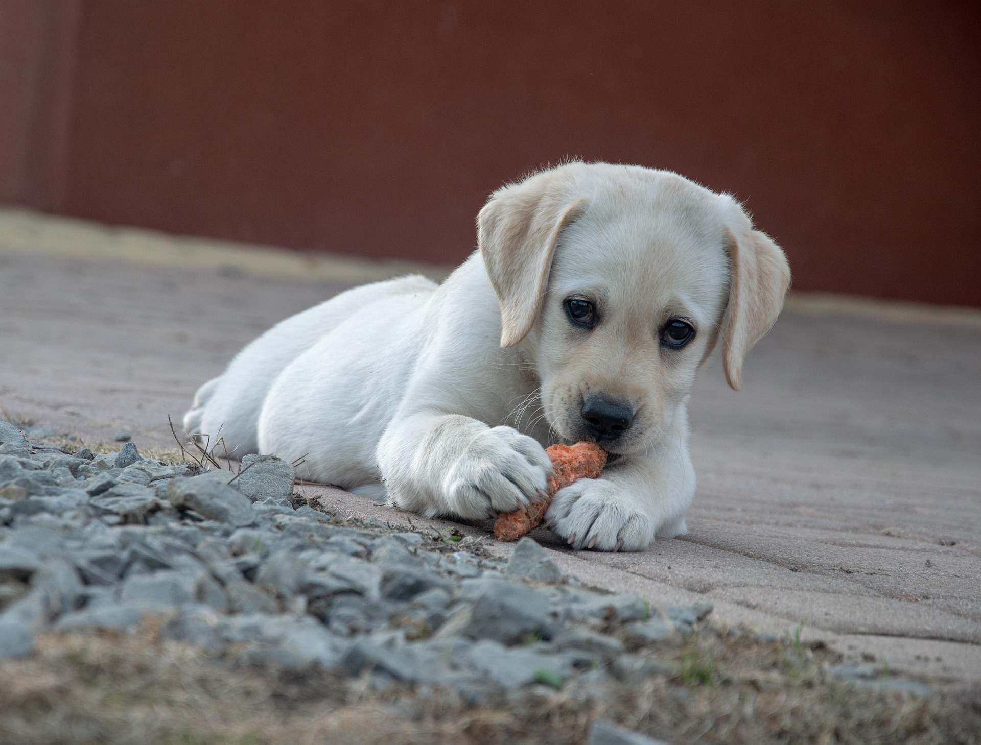 labrador puppy carrot