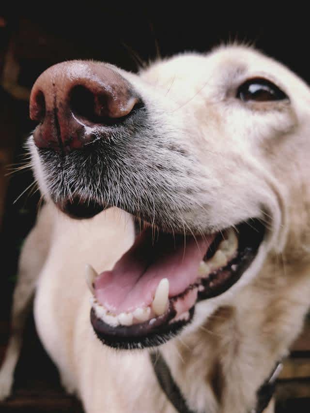 All About Raw Dog Food: Facts and Myths