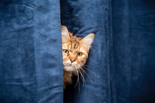 cat peeking from curtains