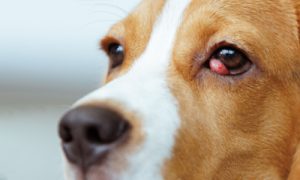Cherry eye in a dog