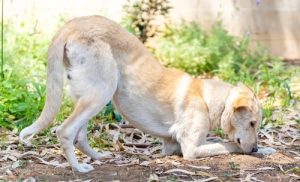 Prayer position can indicate pain