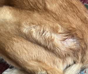 Wet or moist skin is a common sign of a hot spot