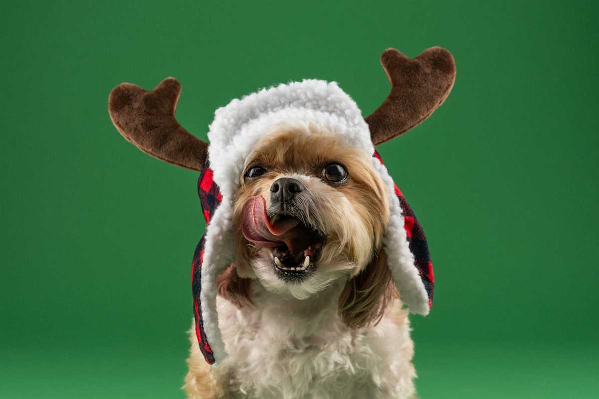 dog christmas