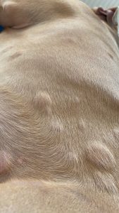 A dog with hives