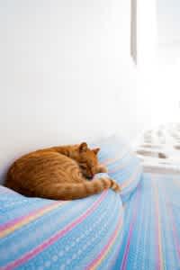 Symptoms of a fever may be vague, such as lethargy or eating less than normal