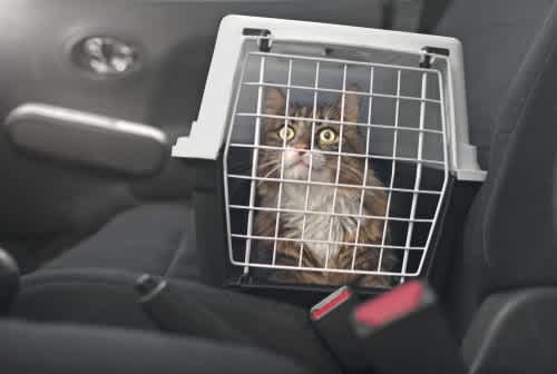 Purr-fectly Planned: Top Tips for travelling with cats