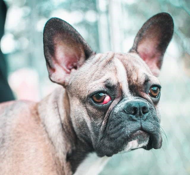 A guide to common health problems of French Bulldogs