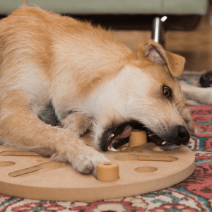 Puzzle feeder dog