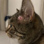 A cat bite abscess is a very common cause of fevers in cats