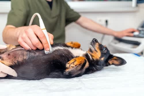 Pregnancy in dogs - an overview