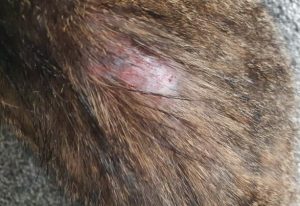 Red skin and rashes are common with allergies