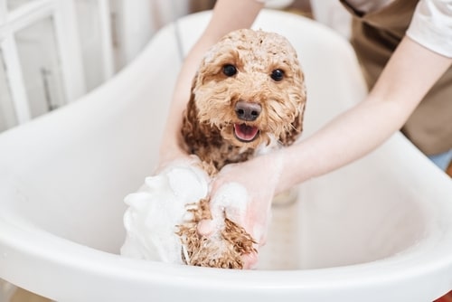 Dogs Rolling In Things They Shouldn't