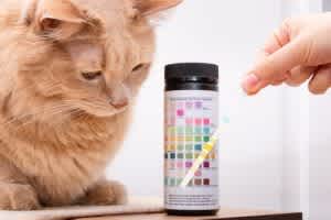 Urine test cat