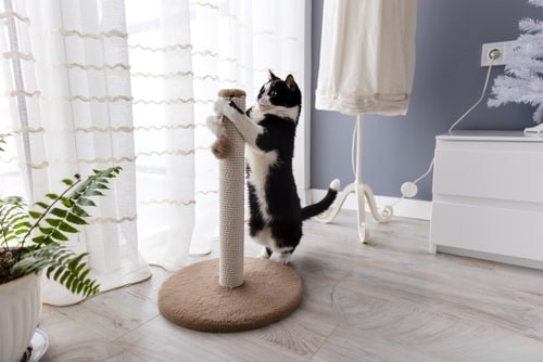Cat playing with scratching post