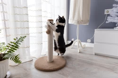 Cat playing with scratching post